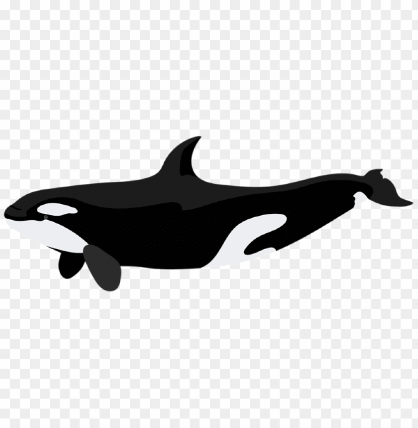 Download orca clipart png photo  @toppng.com