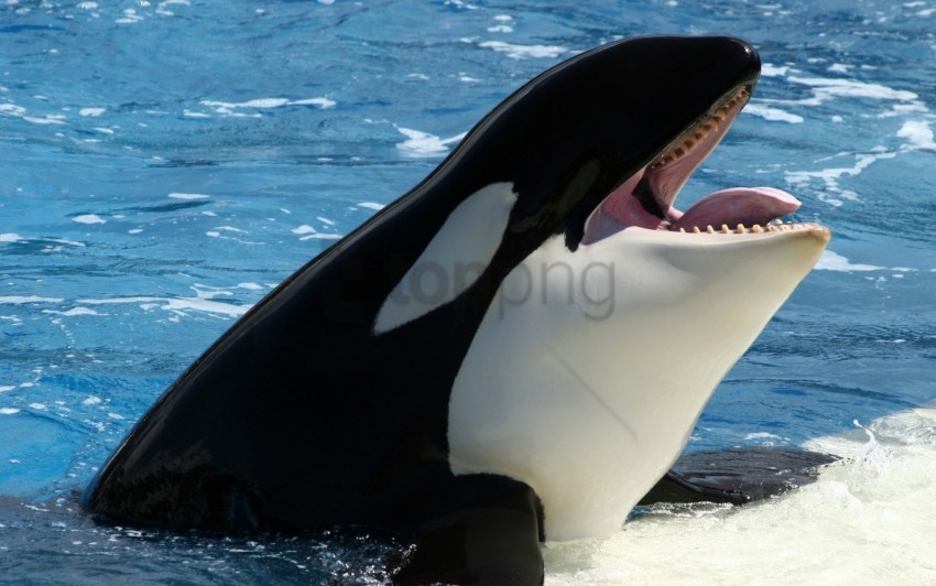 orca, sea, whale wallpaper background best stock photos | TOPpng
