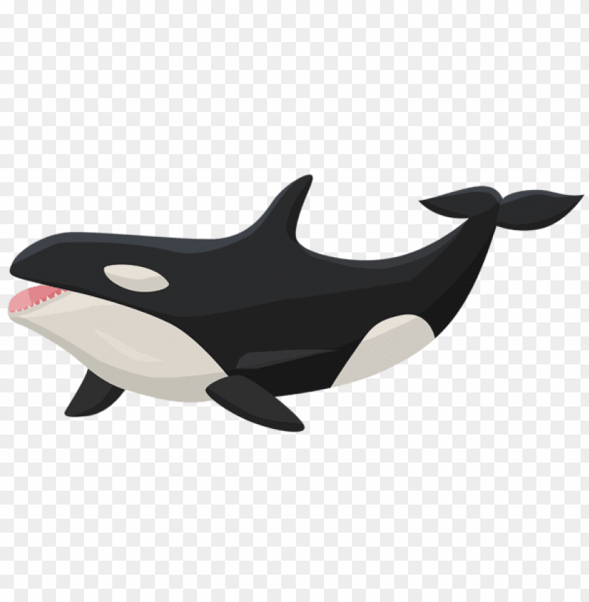 Download orca transparent clipart png photo  @toppng.com
