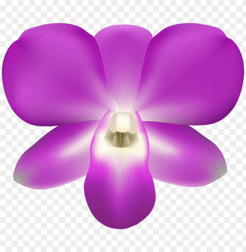 orchid decorative
