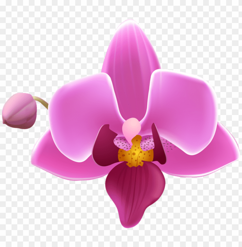 orchid flower transparent