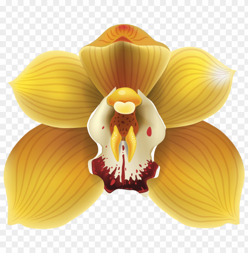 orchid transparent