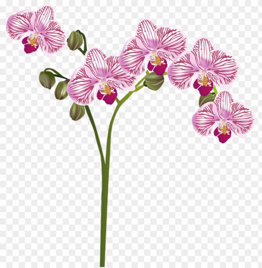 orchid transparent