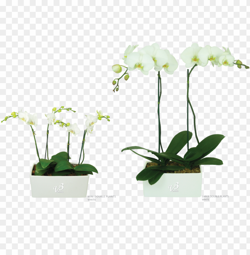 orchid, flower, nature, blossom, summer, spring, design