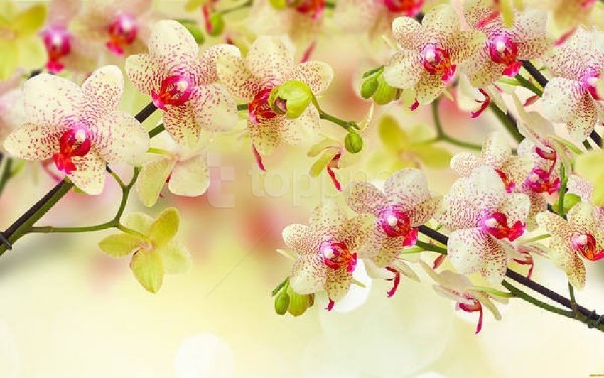orchids soft background best stock photos - Image ID 59026