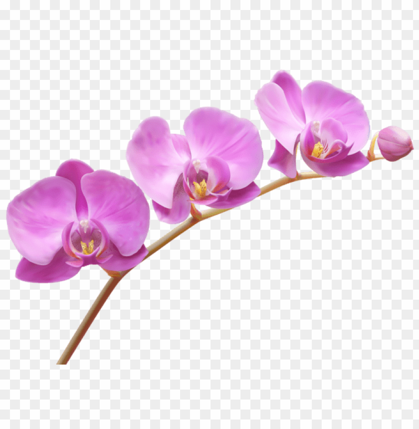 orchids transparent