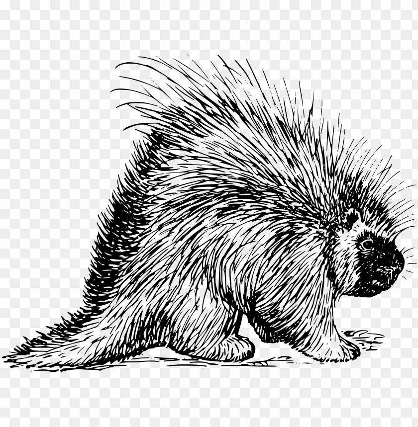 animal, hedgehog, skunk, squirrel, armadillo, platypus