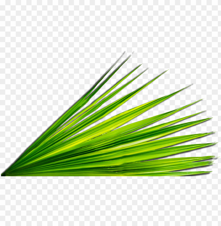 symbol, leaves, palm tree, flower, pixel, plant, nature