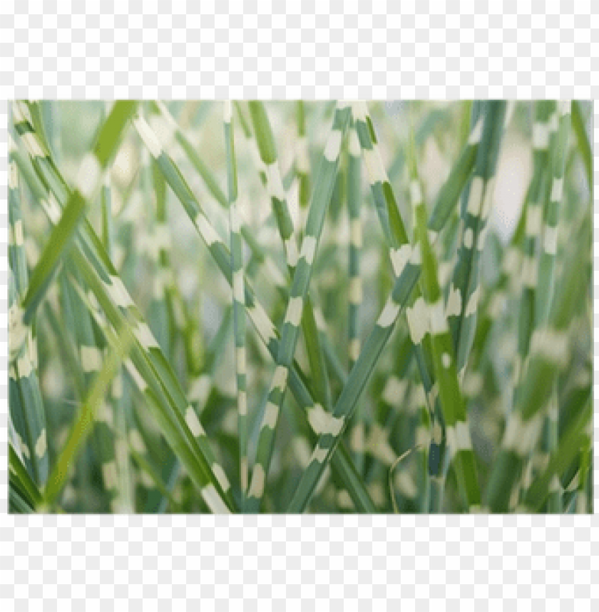 ornamental grass, green grass, grass hill, grass vector, grass border, minecraft grass block