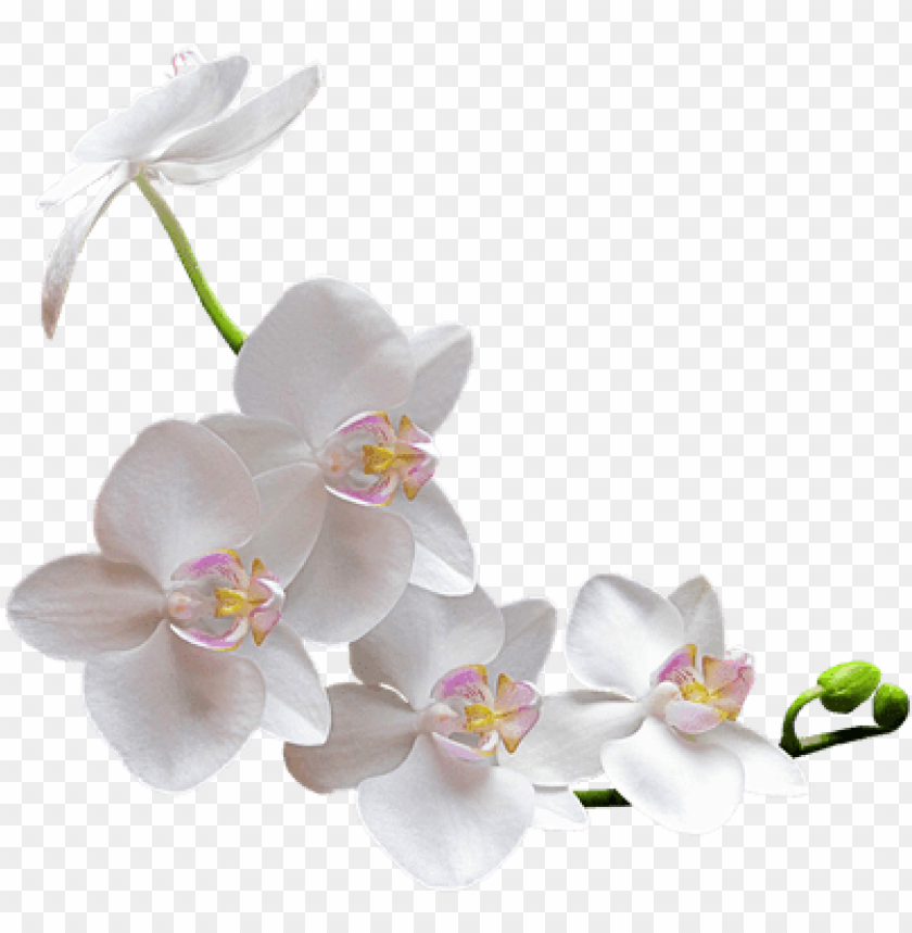 orquídea blanca - white orchid transparent background PNG image with  transparent background | TOPpng
