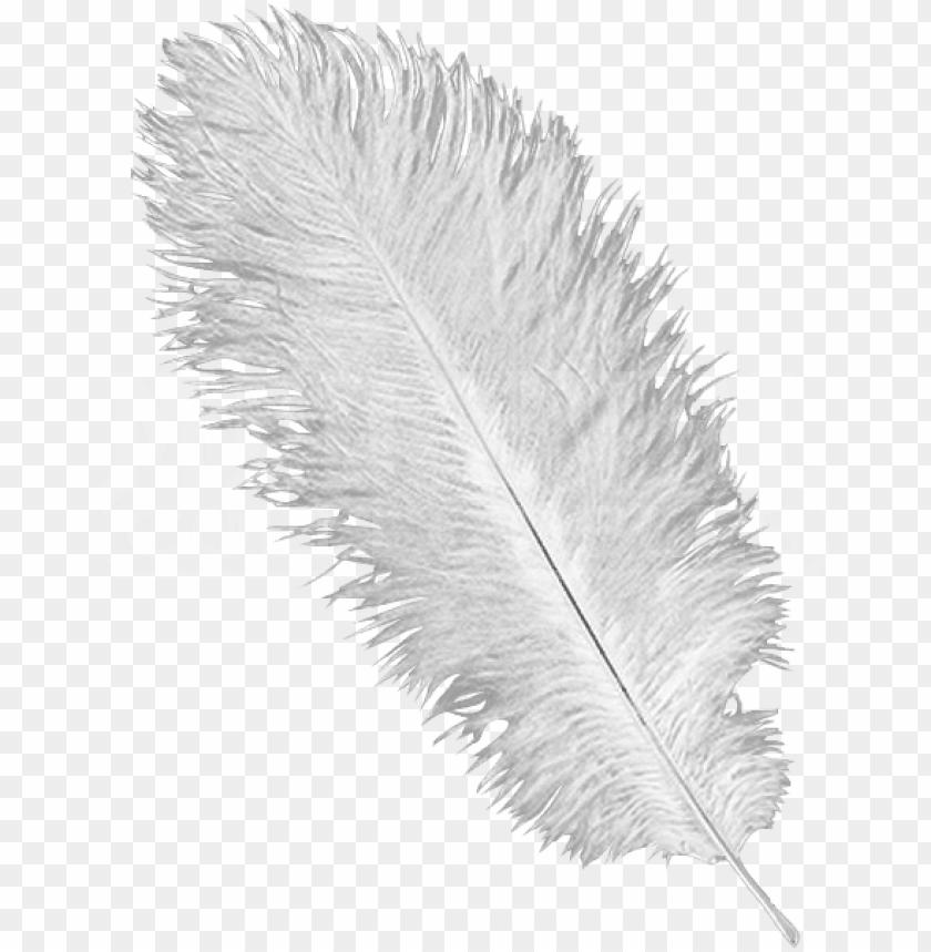 bird, feathers, feather, arrow, animal, bird feather, wing