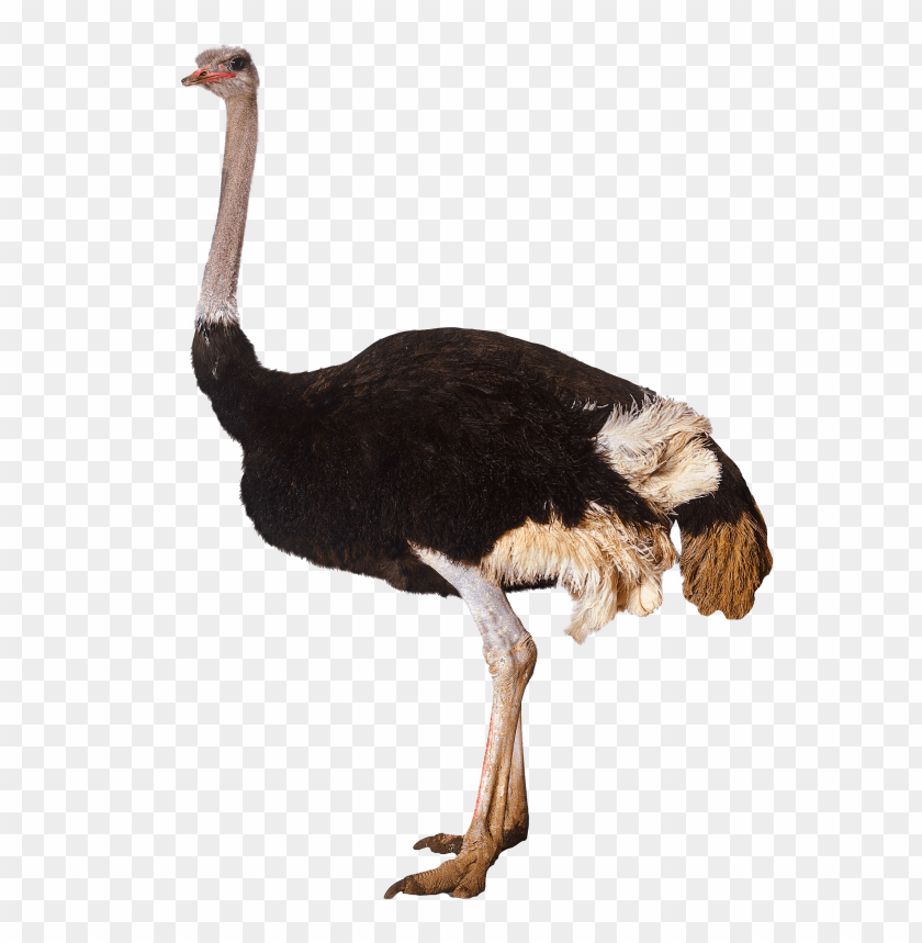 
ostrich
, 
stauß
, 
standing
, 
black and white ostrich
