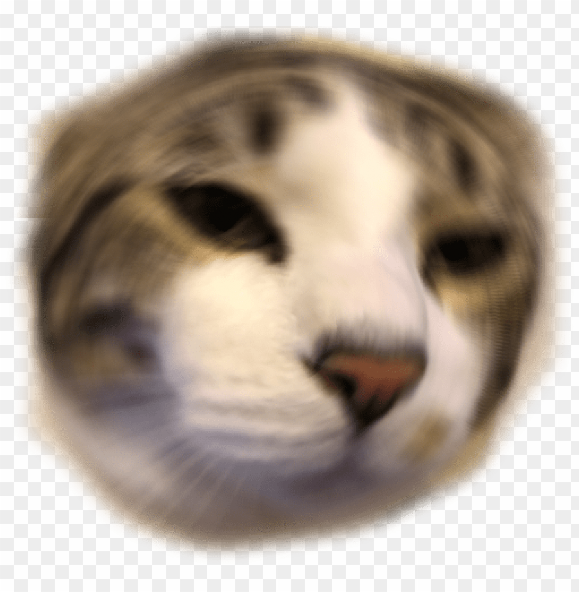 Other Emoji Di Cord Emoji Png Anime Cat Di Cord Emoji PNG Image With Transparent Background