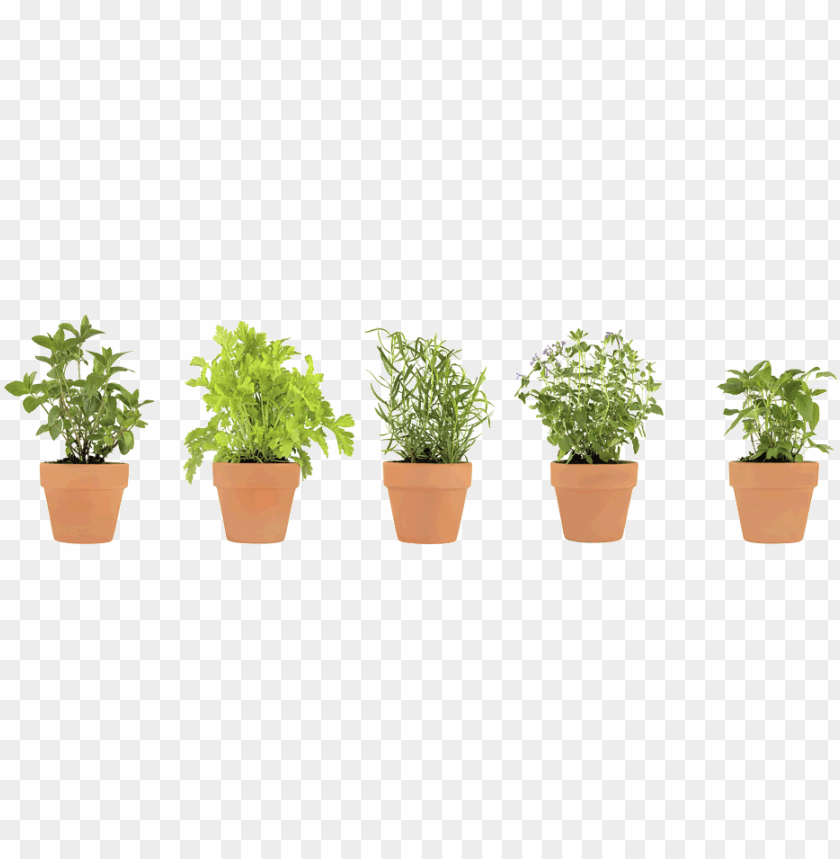 pot, herbs, leaf, garden, illustration, herb, object