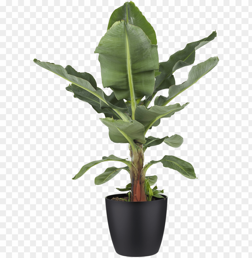pot, tropical, tree, banana leaf, object, fruit, nature