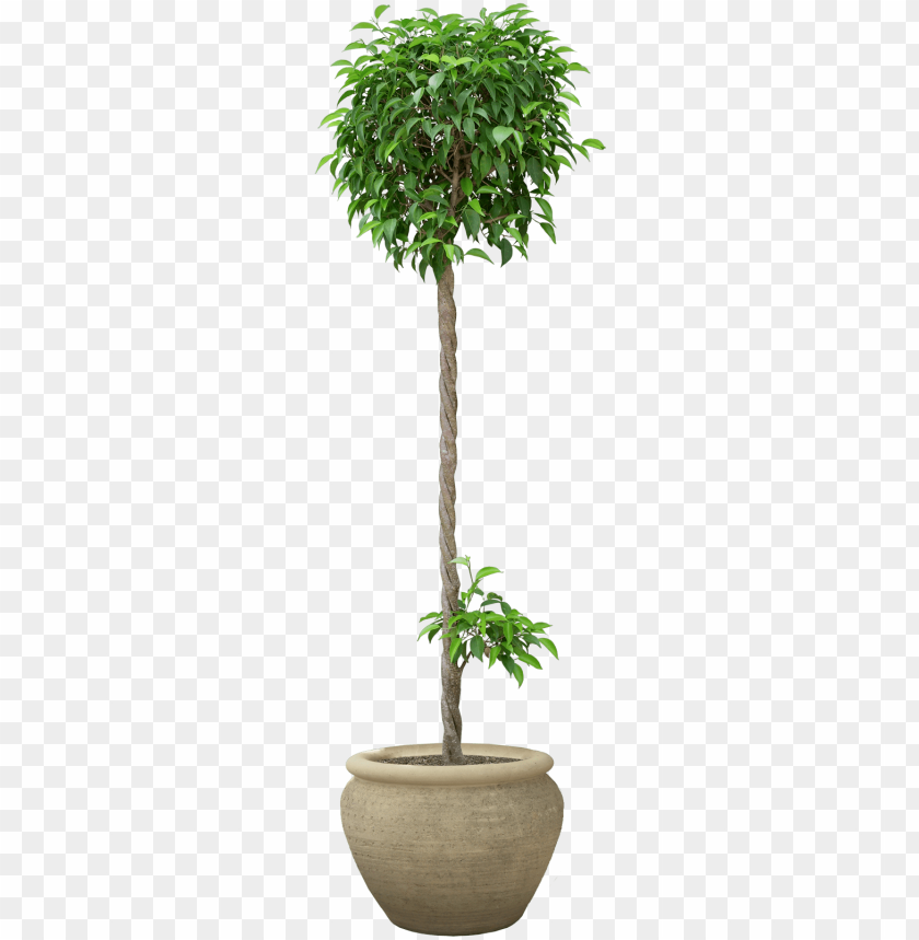 Otted Plant Png - Plants PNG Image With Transparent Background