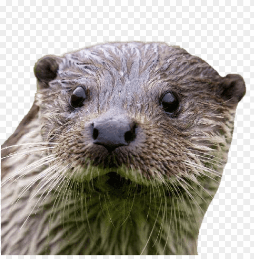 animals, otters, otter close up, 