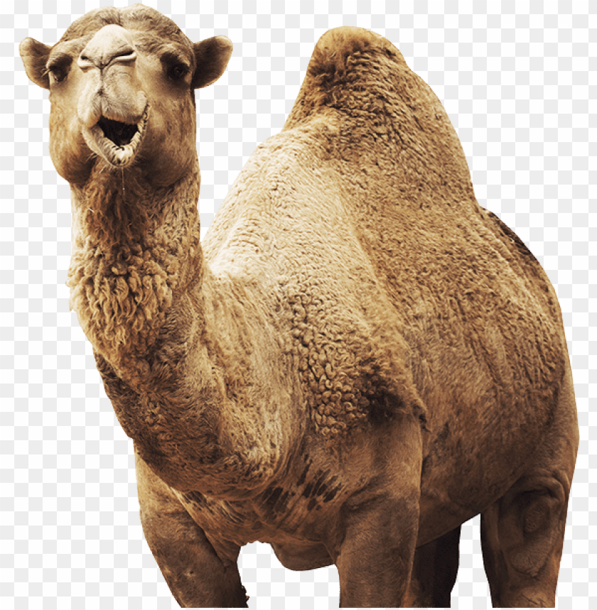 Download our animals - camel png - Free PNG Images | TOPpng