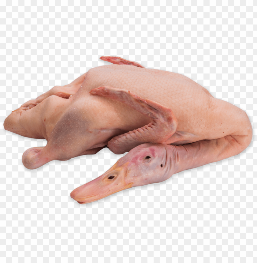 Our Clientele - Duck Meat PNG Image With Transparent Background