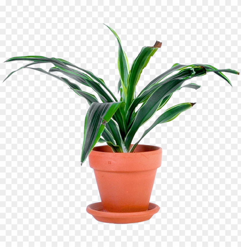 free PNG outdoor potted plants png - potted plant transparent PNG image with transparent background PNG images transparent