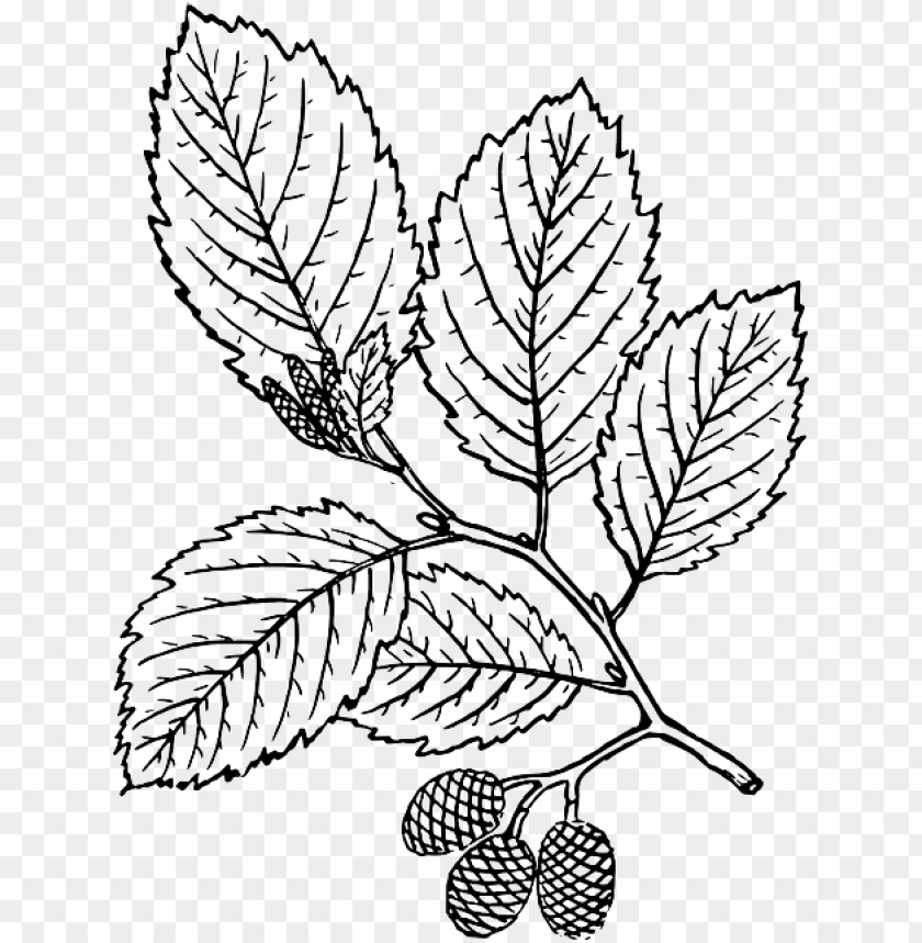Outline Leaf Tree Branch Plant Vine Leaves Alder - Red Alder Tree Drawi PNG Transparent With Clear Background ID 190343