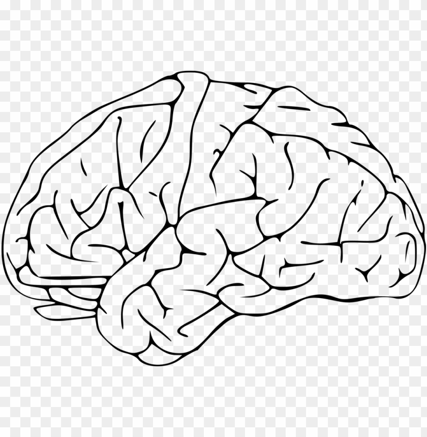Outline Of The Human Brain Drawing Neuroscience Brain Clipart PNG Image With Transparent Background