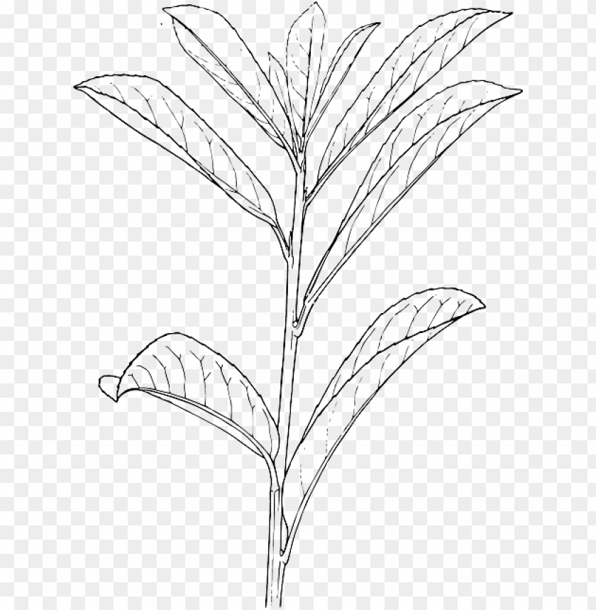 Outline, Plants, Plant, Laurel, Bush, Shrub, Shrubs - Outline Of A Plant PNG Image With Transparent Background
