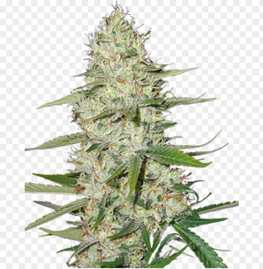 ower plant feminized cannabis seeds weed plants PNG transparent with Clear Background ID 224786