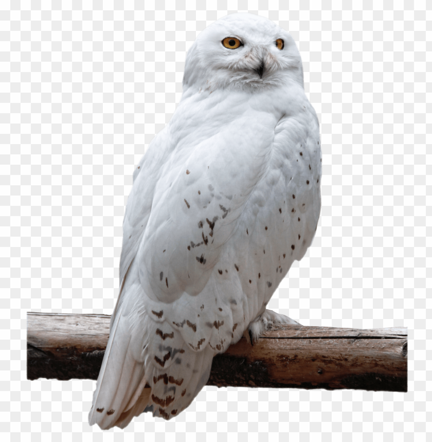 free PNG Download Owl png images background PNG images transparent