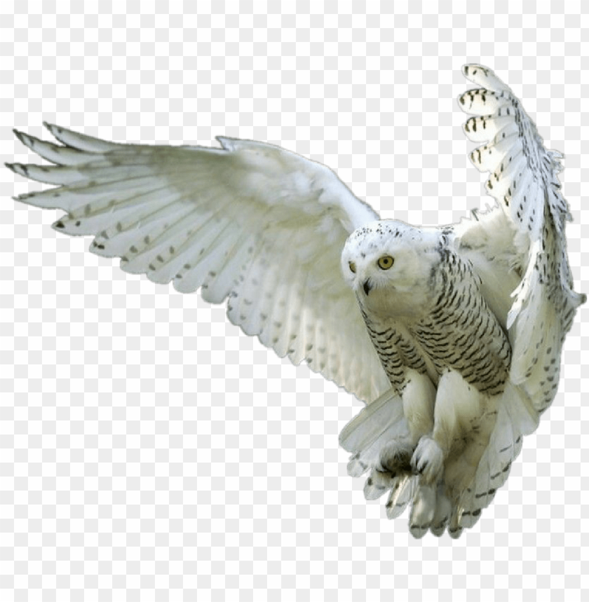 barn owl, cute owl, ovo owl, fly, forest background, phoenix bird