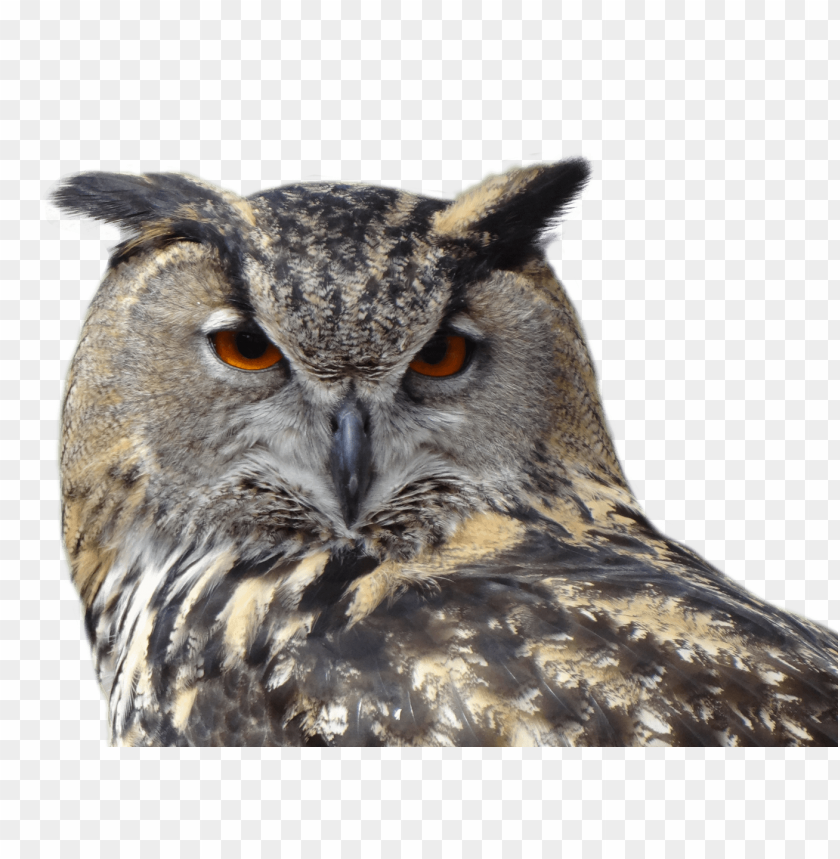 bird, owl