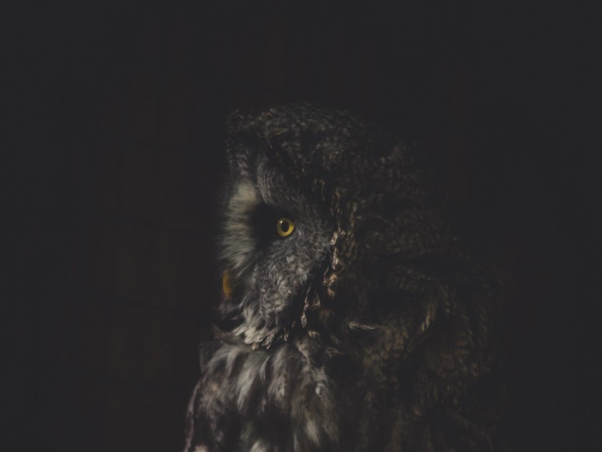 owl, bird, dark, predator, looks, turned