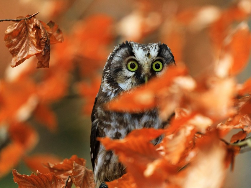 owl, bird, glance, branch, leaves