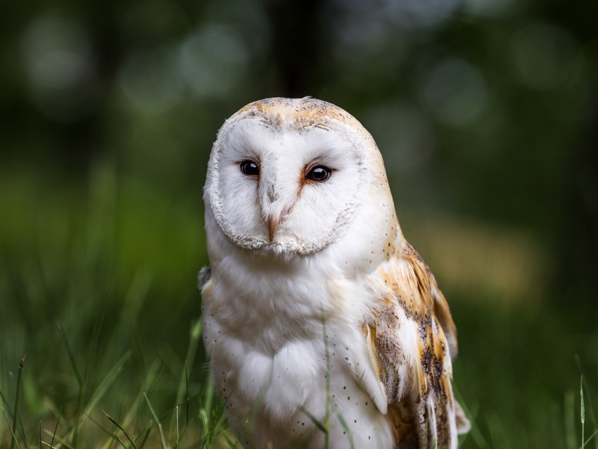 owl, bird, glance, feathered, predator, wildlife