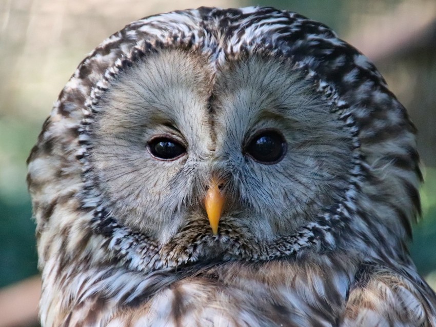 owl, bird, glance, sleepy