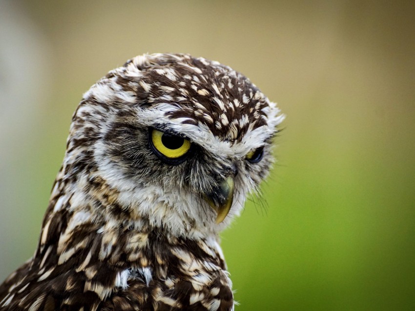 owl, bird, predator, angry