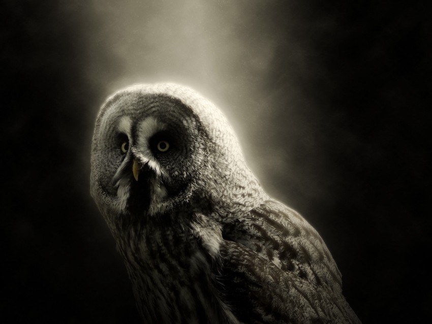 owl, bird, predator, dark, wildlife