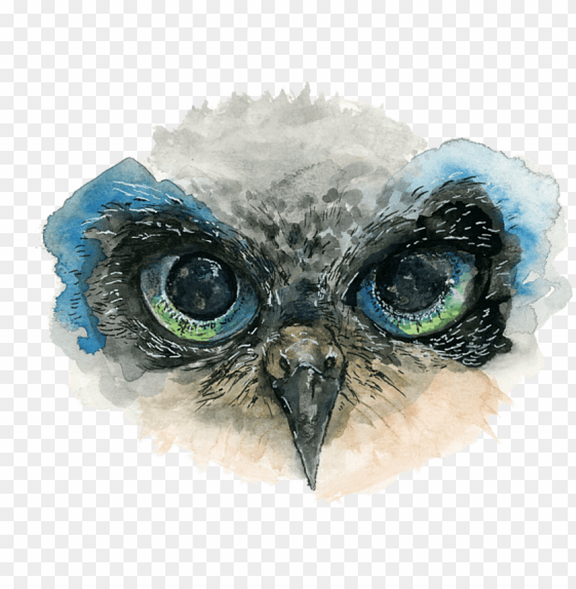 Owl Eyes Drawing PNG Transparent Background