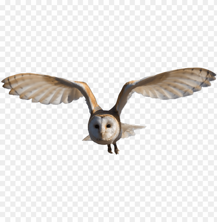 bird, owl, video, farm, fly, eye, screen