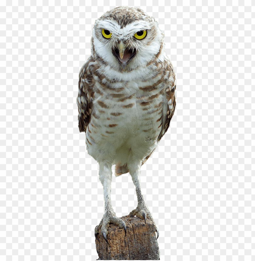 animals, birds, owls, owl on wood, 
