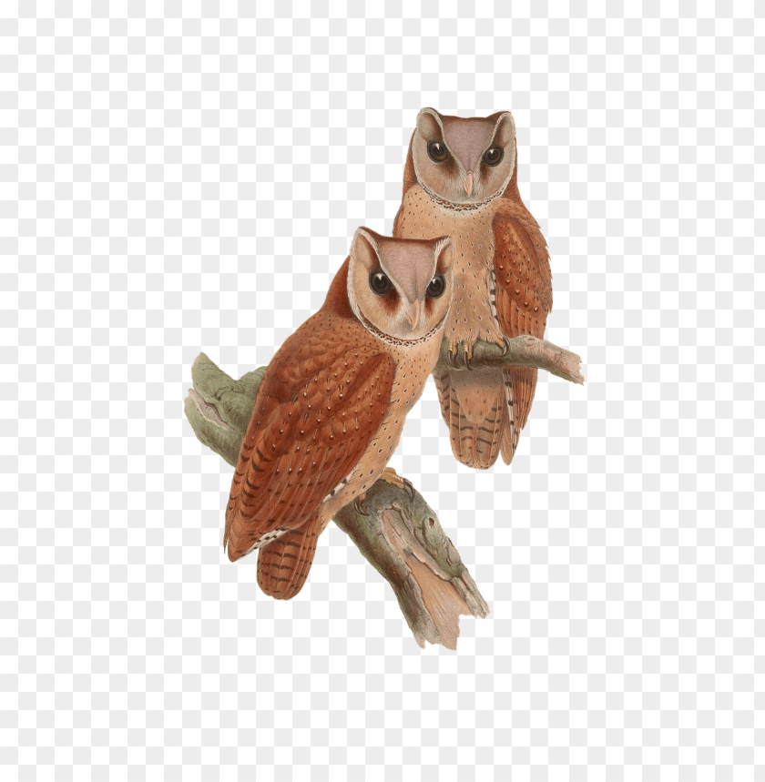 animals, birds, owls, owls sitting on a branch, 