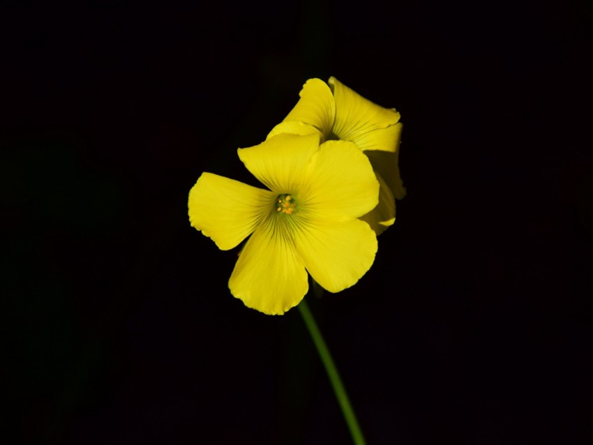 oxalis, flower, yellow, contrast, black background, small, close-up