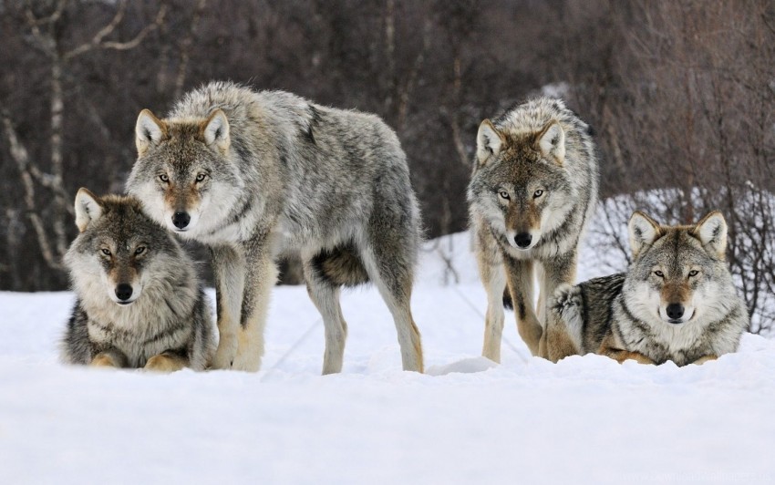 pack predator snow wolves wallpaper background best stock photos - Image ID 157100