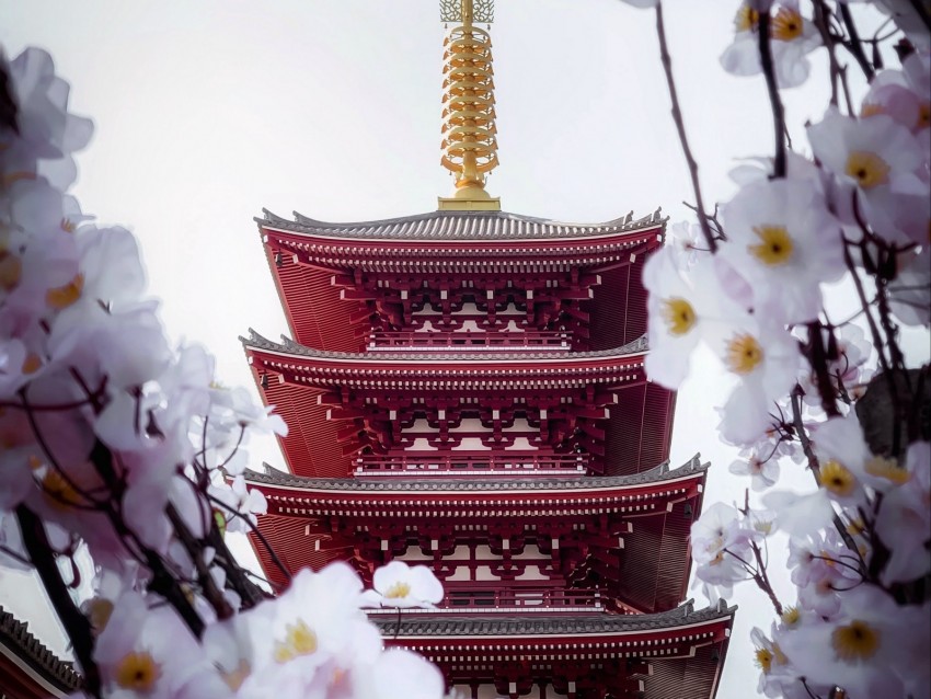 pagoda, building, sakura, temple, flowers