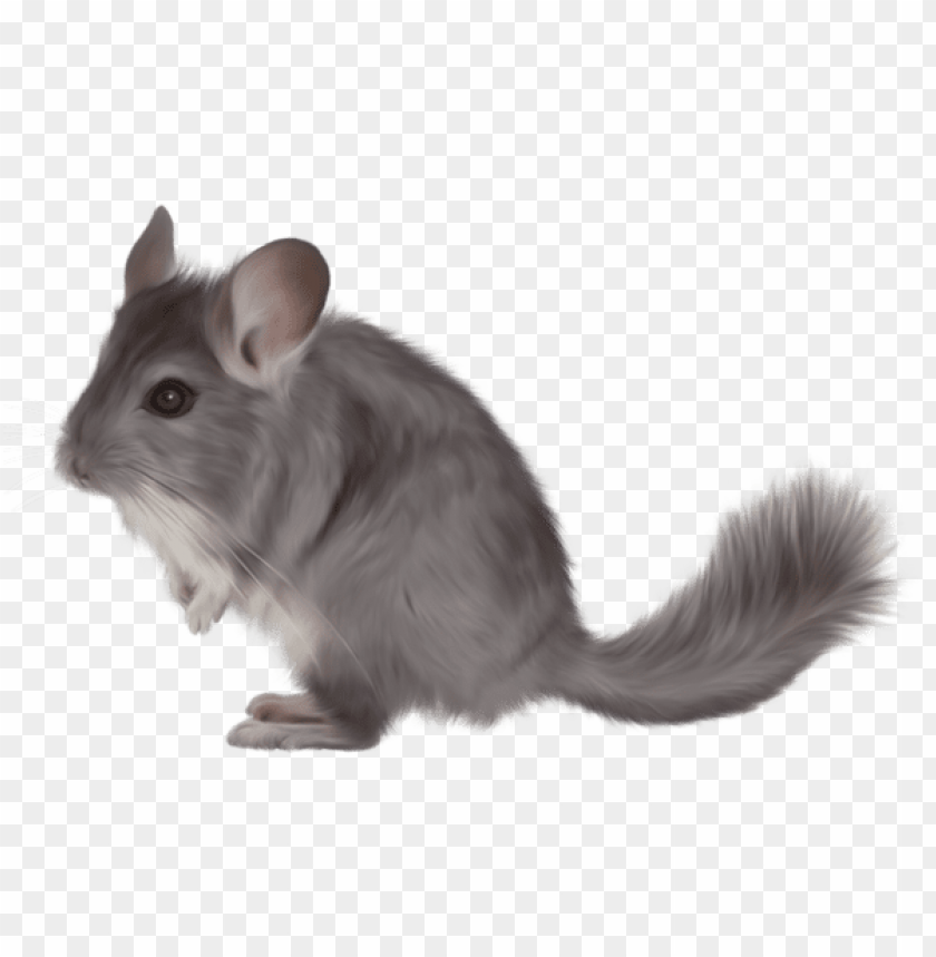 painted chinchilla png images background - Image ID 47057