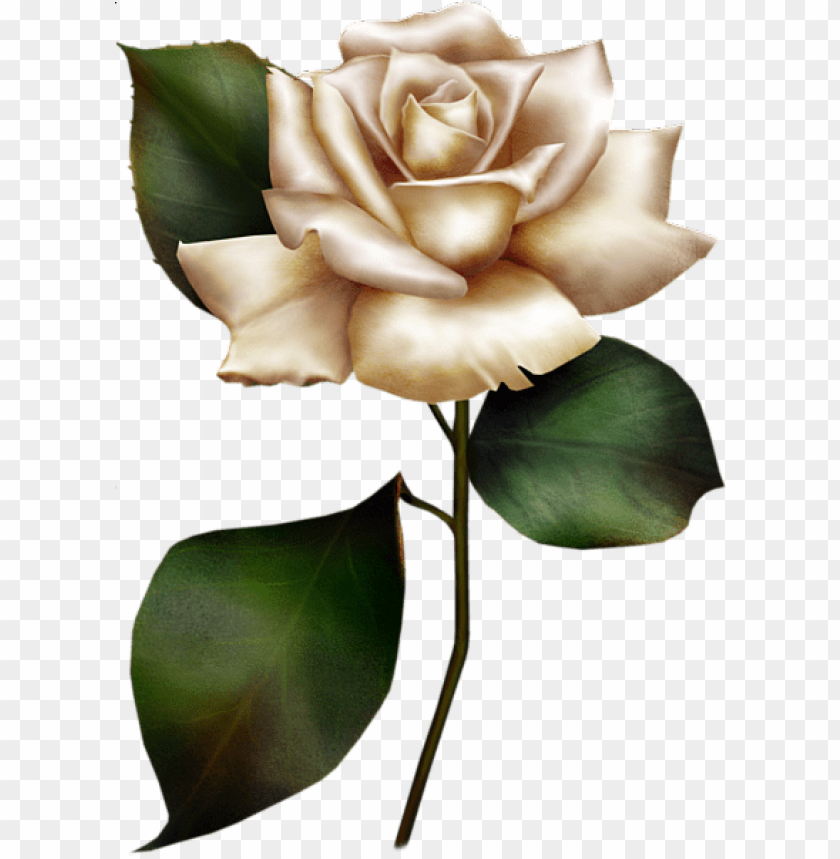 painted white rose