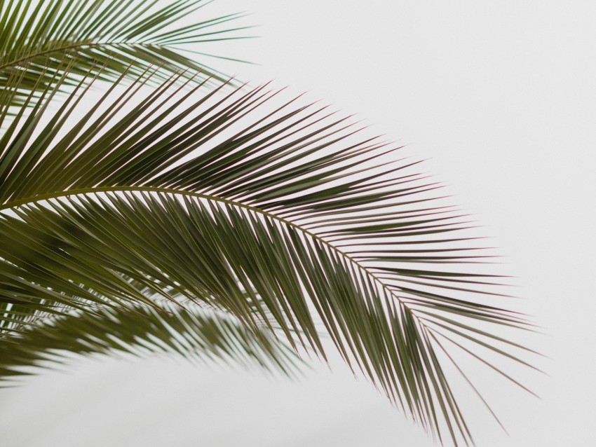 palm, branch, leaves, carved, minimalism