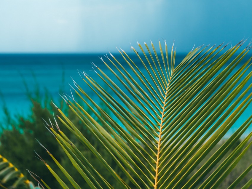 palm, branch, leaves, ocean, shore, horizon