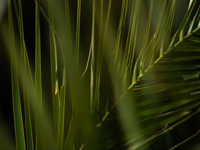 palm, branch, leaves, plant, green