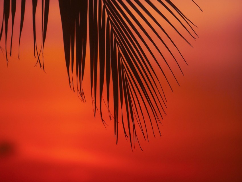 palm, branch, leaves, sunset, dusk